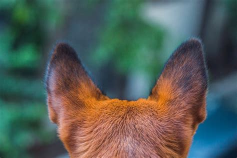 Dog Ear Positions Understanding Your Dogs Body Language