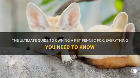 The Ultimate Guide To Owning A Pet Fennec Fox Everything You Need To