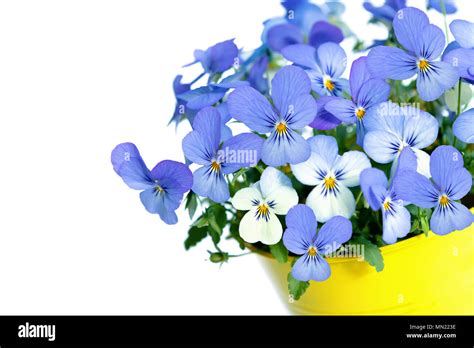 Pansies Pot White Background Hi Res Stock Photography And Images Alamy