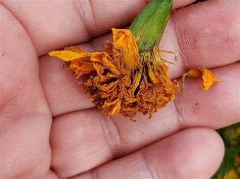 How To Grow Marigolds From Seed