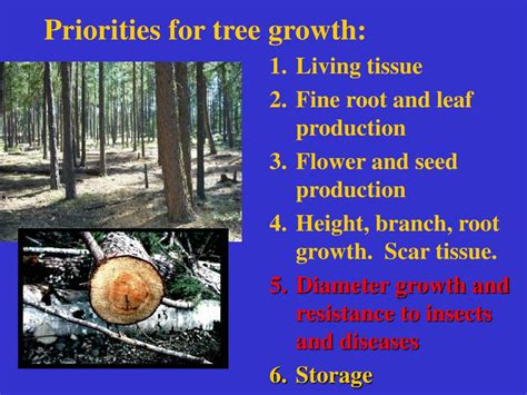 Ppt Forest Health Forest Ecology Tree Vigor And Landowner Objectives Powerpoint