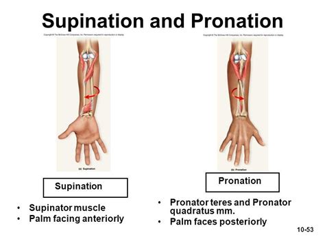 Supination And Pronation Of The Forearm Supinator Not Shown Biceps Brachii Pronator Teres