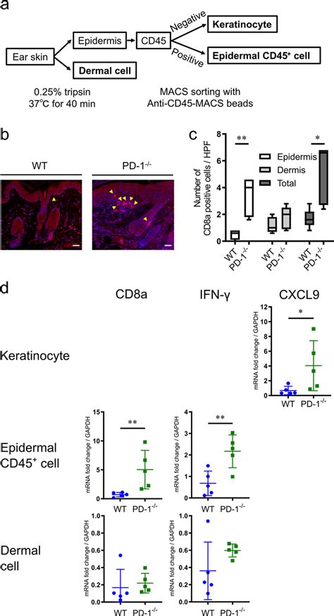 Pd 1 Deficient Cd8 T Cells Display Enhanced Interferon Ifn γ