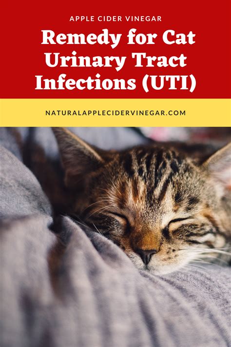 Apple Cider Vinegar Remedy For Cat Urinary Tract Infections UTI All Natural Home Urinary