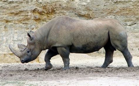 africa s western black rhino is now officially extinct