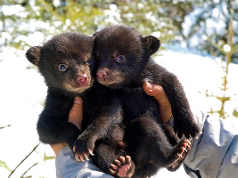 Hibernation Of Black Bear Cubs In Maine Down East Magazine