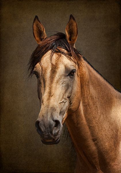 A Classic Horse Portrait Using Textures French Kiss Collections