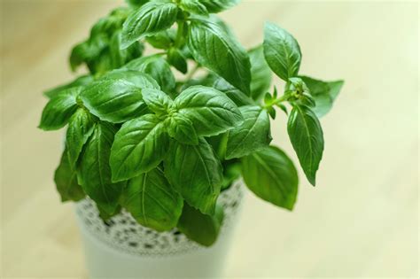 How To Grow And Care For Basil