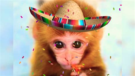 Cute Monkey Singing Happy Birthday Youtube