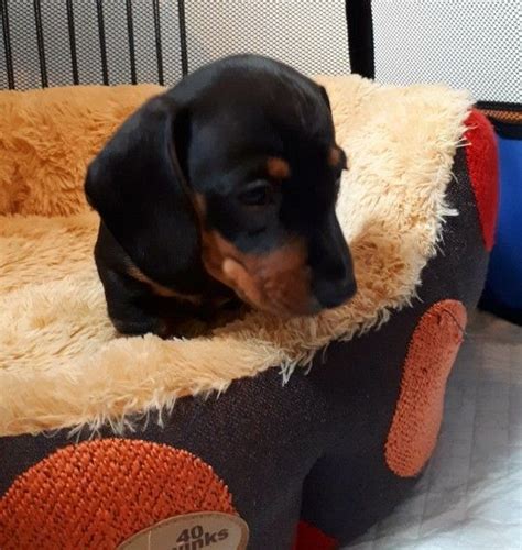 Find dachshund puppies for sale from a vast selection of dachshund. Miniature Dachshund For Sale in Michigan (7) | Petzlover