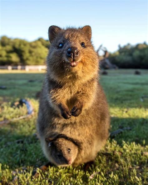 This page is part of the active wild australian animals series. Quokka - Facts, Information and Pictures | by Pets Planet ...
