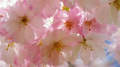 Japanese Cherry Blossom Mac Wallpaper 4k