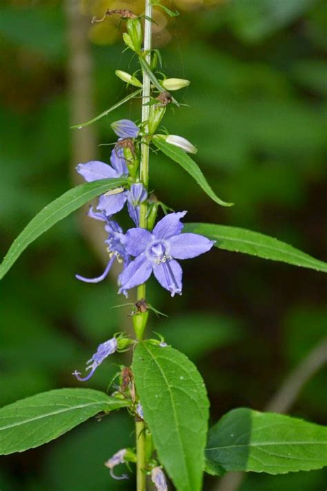 West Virginia Native Wildflowers The Big Year 2013 State