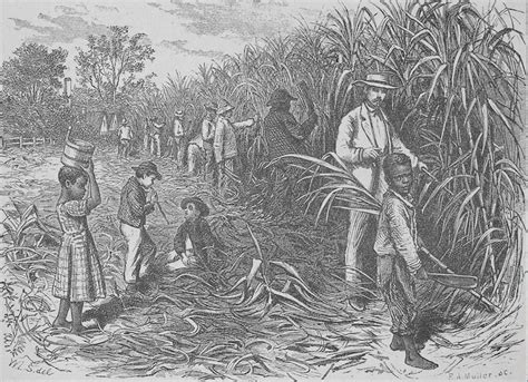Sugar Cane Plantation Slaves
