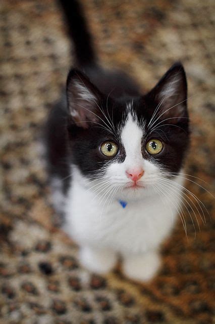 Black And White And Cute All Over Baby Cats Pretty Cats Cute Cats