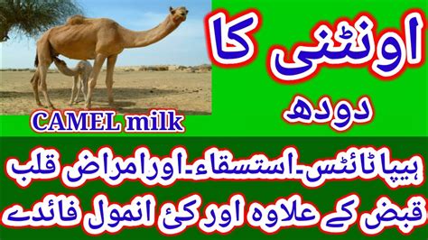 Oo Tni Ke Doodh Ke Fayde Benefits Of Camel Milk By Tabib Ubaidullah