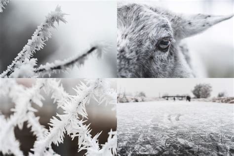 Frozen Wonderland Stock Photos
