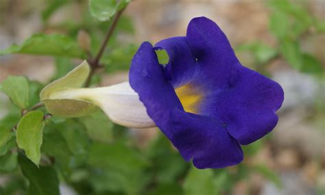 My Little Vegetable Garden Blue Flower Of Thunbergia