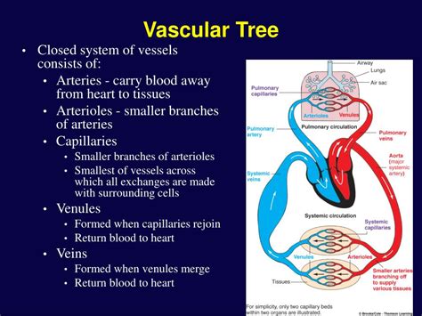 Ppt Vascular Physiology Powerpoint Presentation Free Download Id