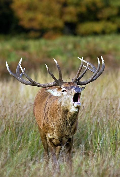 Red Deer Stag Photograph By John Devriesscience Photo Library