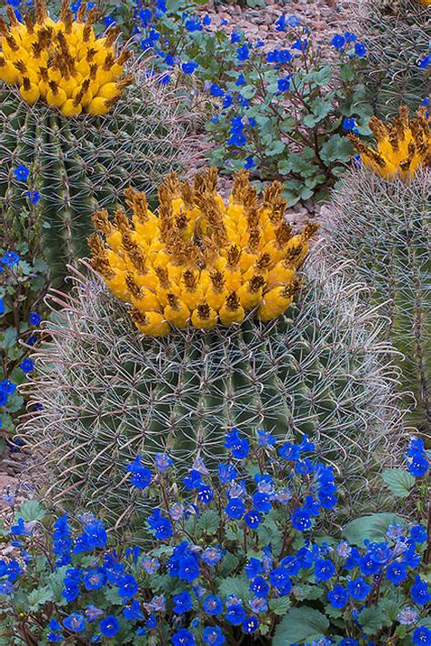 Arizona Desert Flowering Plants Orange Desert Flower And A Bee