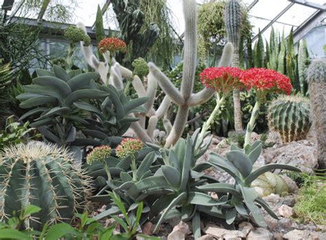 Kakteenexperte ulrich haage kennt die antw. Kakteen beziehen im September ihr Winterquartier | Garten ...