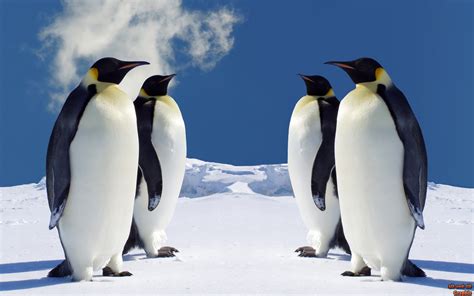 Background Penguins Wallpaper Animal Penguin Winter 22807