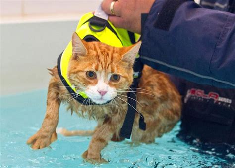 Again, i want to emphasize that not all cats can be brought in to a pool. Cats might be famous for hating water - but this soggy ...