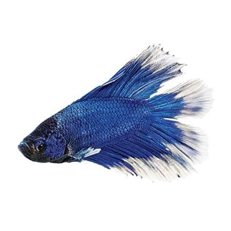 Supplies such as the tank. How Much Are Betta Fish? What Do All The Types Cost?
