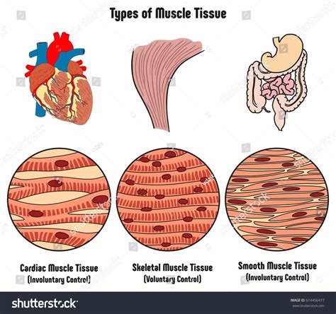 181 Voluntary Muscles Images Stock Photos And Vectors Shutterstock