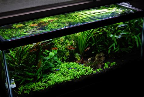 My 20 Gallon Long Update 2016 Aquarium Advice Aquarium Forum