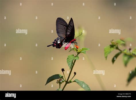 The Common Rose Pachliopta Aristolochiae Butterfly At Bhatghar Near