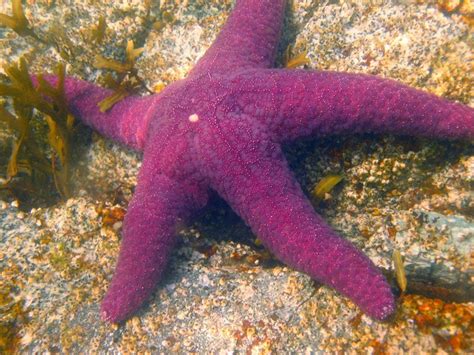 starfish | TrekNature | purple starfish Photo | Purple starfish, Purple ...