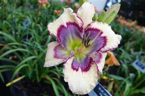 Photo Of The Bloom Of Daylily Hemerocallis Blue Jay Holiday Posted