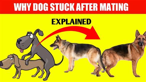 Why Dogs Stuck After Mating Full Explained Youtube