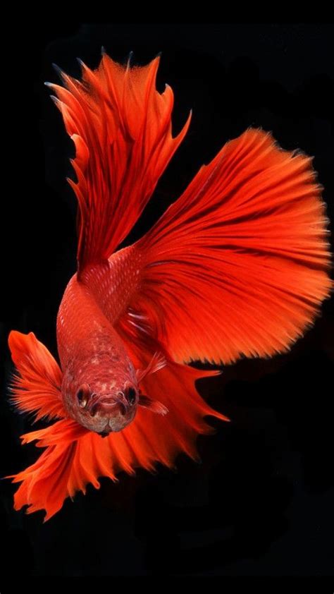 Apple Iphone 6s Wallpaper With Red Veil Tail Betta Fish In Dark