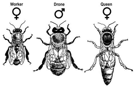 How To Identify The 3 Castes Of Bees Dummies