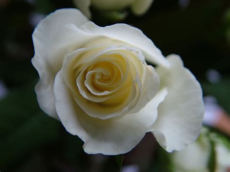 Free White Rose Macro Stock Photo