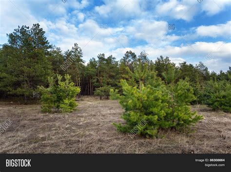 Beautiful Green Pine Image And Photo Free Trial Bigstock