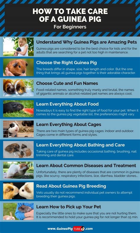 Hay also keep their teeth from overgrowing, and guinea pigs need constant access to hay. How to Take Care of a Guinea Pig for Beginners - 9 ...
