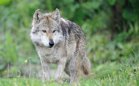 Defenders Of Wildlife Tell The Fws To Save Mexican Gray Wolves