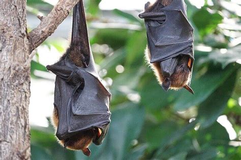 Amazing Bat Wings Facts Do Bats Hibernate Bat Wings Anatomy