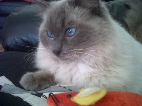 Seal point with blue e. Blue Point Ragdoll | London, South East London | Pets4Homes
