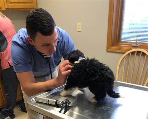 The Importance Of Regular Vet Check Ups For Your Dog Arrow T Pets