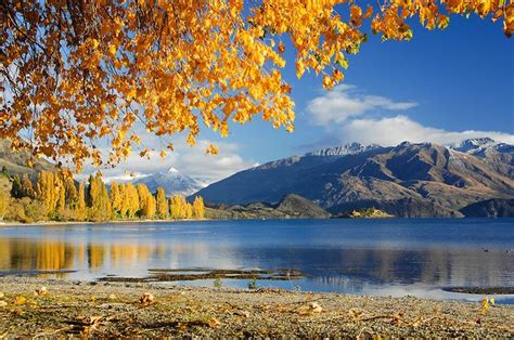 Autumn Trees Reflected In Lake Wanaka Lake Wanaka New Zealand