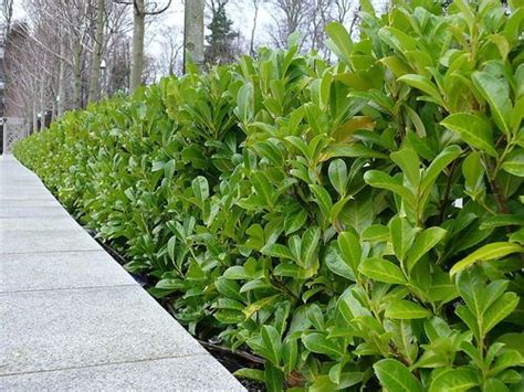 10 Cherry Laurel Fast Growing Evergreen Hedging Plants 10 20cm Tall In