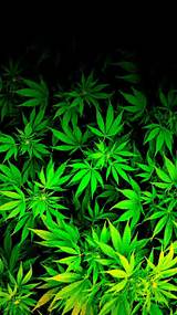 Images of Weed Pot Marijuana