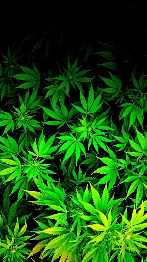 , cool weed wallpapers best hd wallpaper cool wallpaper 1600×1200. Download Weed Leaf Wallpaper Gallery