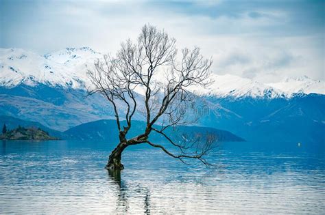 Famous Wanaka Tree And Mount Aspiring National Park Southern Alps New