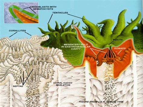 Geology of Hawaiian Coral Reefs | Lucky Sci